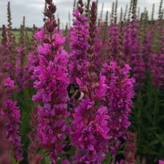 Potteplanter Kattehale Robin Lythrum salicaria Robin