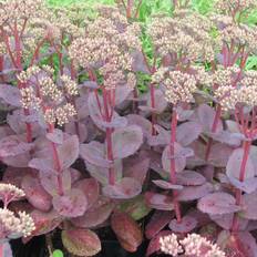 Sankthansurt Matrona Sedum hybrid Matrona Staude