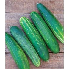 Vegetable Seeds Burpee Straight Eight Slicing Cucumber Seeds 200 seeds