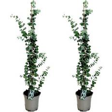 Zilver Kunstplanten Plant in a Box Eucalyptus Silver Dollar x2 19cm Hoogte