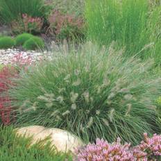 Pennisetum Alopecuroides 'Hameln' Potteplante