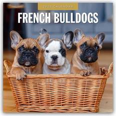 Day Calendars French Bulldogs Französische Bulldoggen 2025 16-Monatskalender