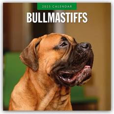 Røde Kalendere Bullmastiffs Bullmastiff 2025 16-Monatskalender