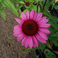 Echinacea Purpurea 'Magnus' Staude