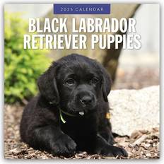 Labrador Retriever Puppies Retriever Welpen