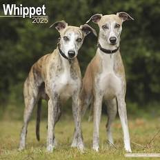 Vægkalendere Avonside Whippet Square Wall Calendar 2025