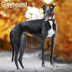 Grey Calendars Avonside Greyhound 2025 square wall calendar dog breed calendar