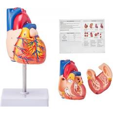 Health VEVOR human heart model, 2-part 1:1 life size, anatomically accurate numbered an