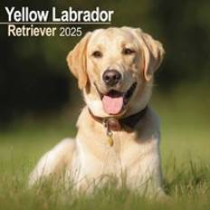 Gul Kalendere Avonside Labrador Retriever Yellow Square Wall Calendar 2025