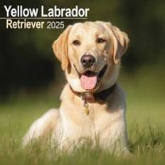 Yellow Calendars Avonside Labrador retriever yellow 2025 square wall calendar