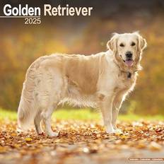 Bürobedarf Avonside Golden Retriever Calendar 2025 Square Dog ...