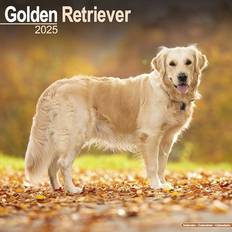 Guld Kalendere Avonside Golden Retriever Square Wall Calendar 2025