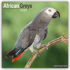 Avonside African Greys Calendar 2025