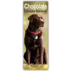 Braun Kalender Chocolate Labrador Retriever Schokoladenfarbener Labrador Retriever 2025