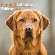 Rood Kalenders Avonside Labrador Retriever Calendar 2025 16 Month