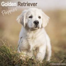 Or Calendriers et Blocs-notes Avonside Golden Retriever Puppies Calendar 2025 Square Dog Puppy Breed Wall Calendar - 16 Month