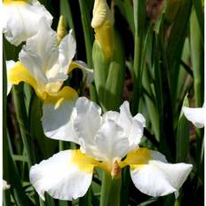 Siberian Iris Snow Queen Sommerblomst