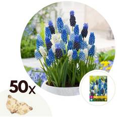 Semi di Verdura Plant in a Box Muscari Magic Mix Bulbi X50 Giacinti Dell'uva