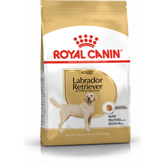 Labrador Retriever Adult