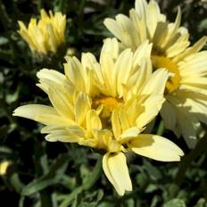 Leucanthemum 'Banana Cream' Staude