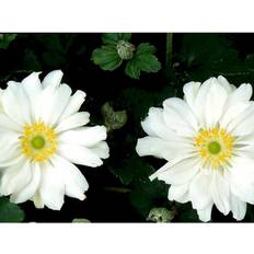 Anemone Japonica Hybrid 'Whirlwind' Staude
