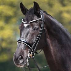 Leder Gebisse Kavalkade Trense Fleur Marron