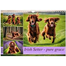 Calvendo Irish Setter pure grace Wall 2025