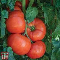 Burlesque F1 1 Seed Packet