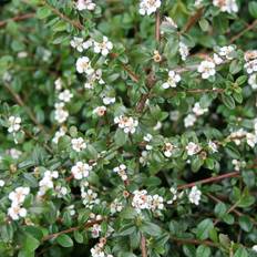 Cotoneaster dammeri 'Queen' Dværgmispel