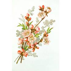 Apple Blossom 19 No Prints