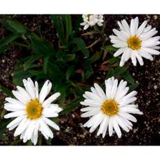 Leucanthemum Superba 'Alaska' Staude