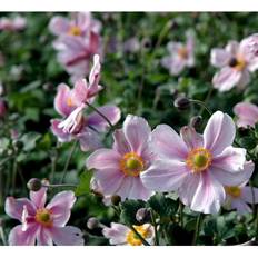 Anemone Japonica 'Königin Charlotte' Staude