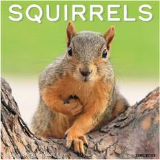 FSC (The Forest Stewardship Council) Calendars Willow Creek Press Squirrels 2025 Calendar