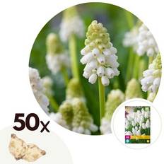 Plantes en pot Plant in a Box Muscari White Magic Bulbes x50