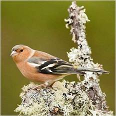 Party Supplies Bird Greeting sound by really cards chaffinch