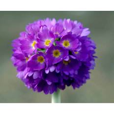 Primula Denticulata Staude