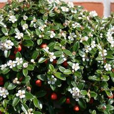 Cotoneaster 'Coral Beauty' Dværgmispel Krukke