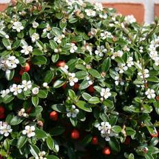 Cotoneaster 'Coral Beauty' Dværgmispel