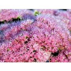 Sedum Spectabile 'Brilliant' Staude