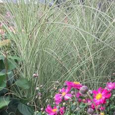Miscanthus Sinensis 'Morning Light' Prydbusk