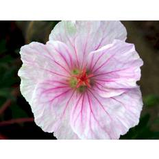 Geranium Sanguineum Var. Striatum Staude