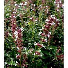 Rosa Stauder Nepeta Faassenii 'Dawn To Dusk' Staude