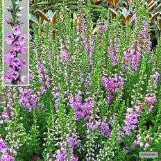 Calluna Vulgaris 'Jysk Naturform' Potteplante