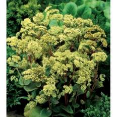 Sedum T. 'Seduction Green-yellow' Staude