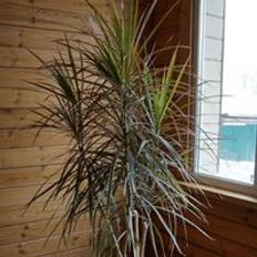 Semi Shady Potted Plants Thompson & Morgan Dracaena Marginata Bicolor 8.5 cm Pot x 1