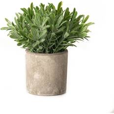 Plastic Artificial Plants Hill Interiors Buxus Artificial Plant