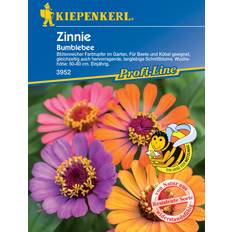 September Blumensamen Kiepenkerl Zinnie Bumblebee - Gelb