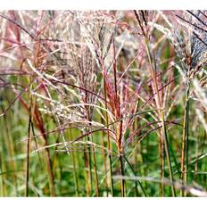 Miscanthus Sinensis 'Fern Osten' Prydtræ