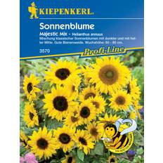 Topfpflanzen Kiepenkerl Sonnenblumen 'Majestic Mix'