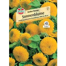 Halbschatten Stauden Sperli Sonnenblume Gelber Knirps F1